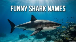 Funny Shark Names
