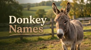 Donkey Names