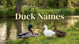 Duck Names